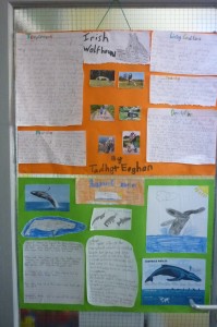 biodiversity projects 3rd class 002