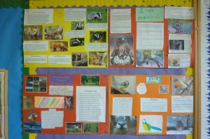 biodiversity projects 3rd class 003