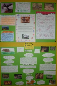 biodiversity projects 3rd class 005